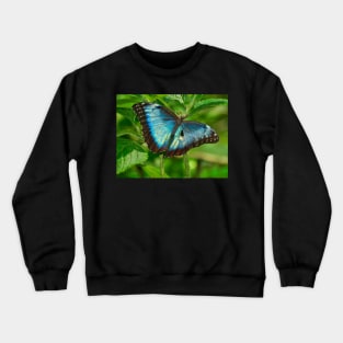 NEW BORN MORPHO, Costa Rica Crewneck Sweatshirt